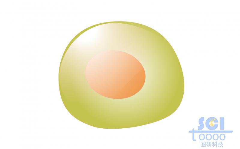 單體細胞/記憶性B細胞