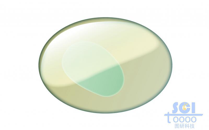 單體細胞模式圖