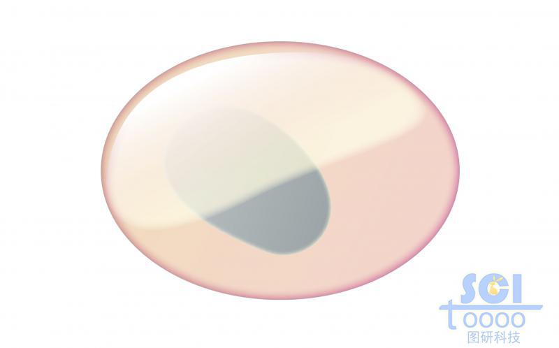 單體細胞模式圖