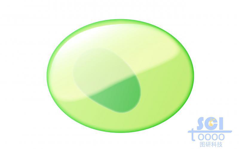 單體細胞/NK細胞前體