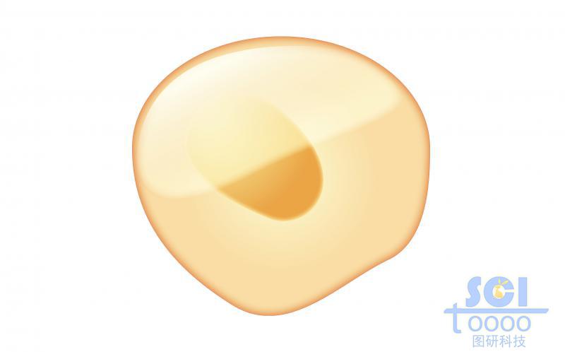 單體細(xì)胞/髓樣干細(xì)胞