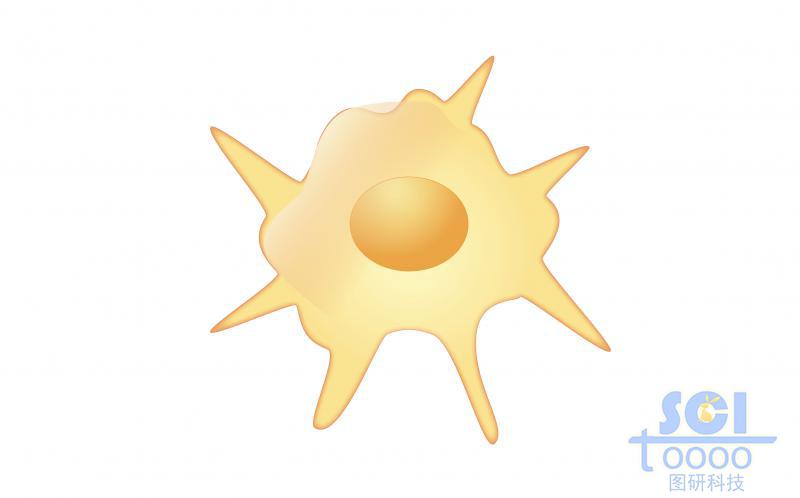 單體細(xì)胞/髓系DC