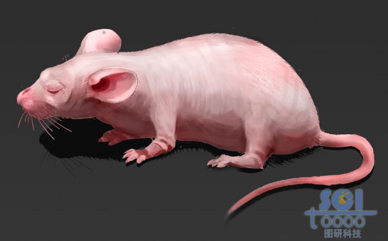 閉眼無(wú)皺褶小裸鼠