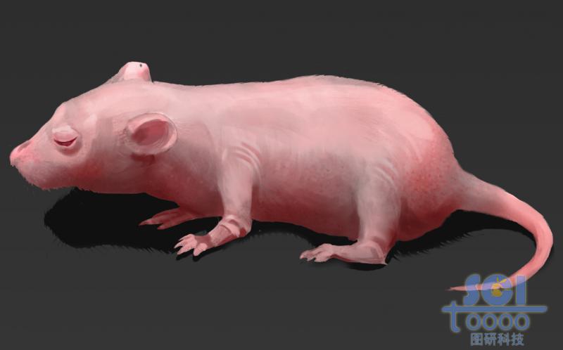 剛出生未睜眼的小鼠