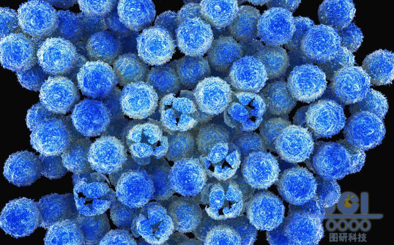 表面凹凸不平的完整與破裂巨噬細胞簇