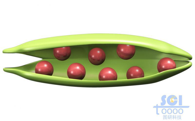 豆莢結(jié)構(gòu)