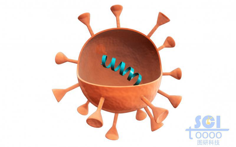 四分之一切面可見內(nèi)部遺傳物質(zhì)的病毒結(jié)構(gòu)