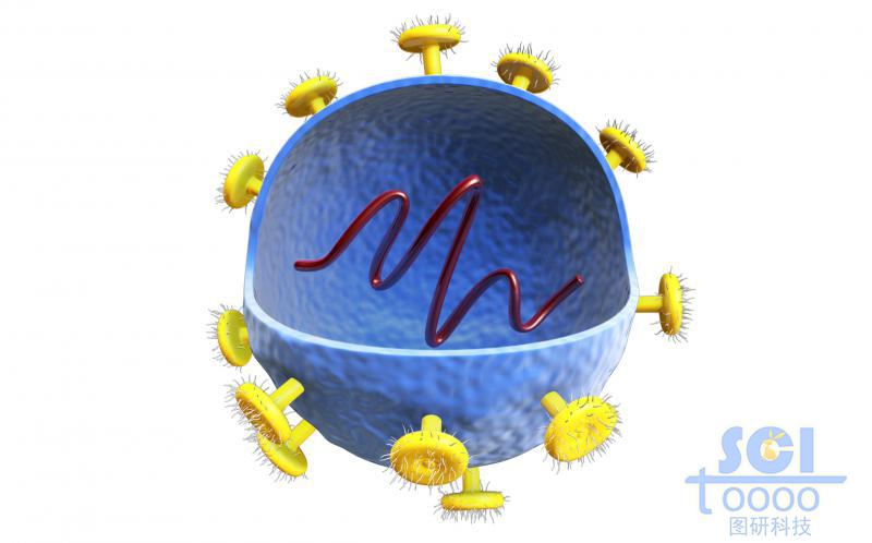 四分之一切面可見內(nèi)部遺傳物質(zhì)的病毒結(jié)構(gòu)