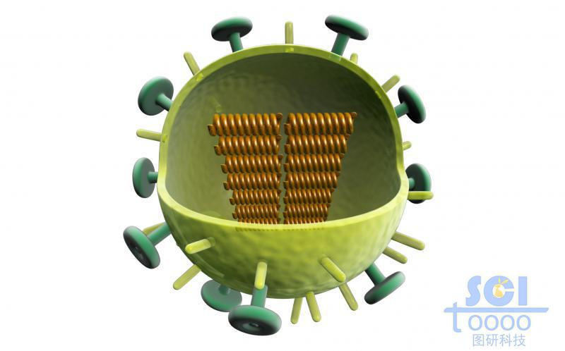 四分之一切面的病毒及內(nèi)在遺傳物質(zhì)