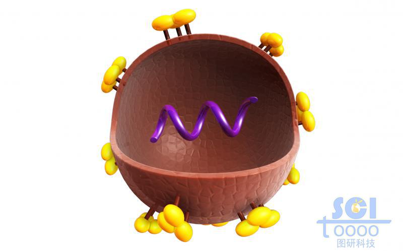 四分之一切面可見內(nèi)部遺傳物質(zhì)的病毒結(jié)構(gòu)