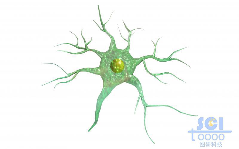 神經(jīng)元細(xì)胞單體
