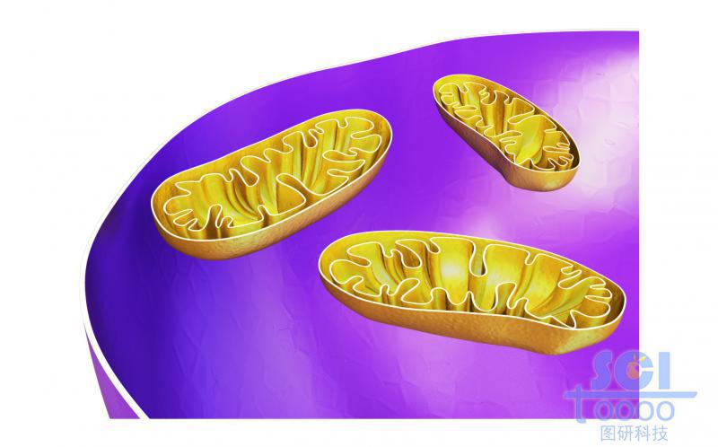 半切面的線粒體結(jié)構(gòu)