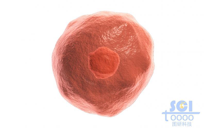 帶細(xì)胞核的細(xì)胞單體