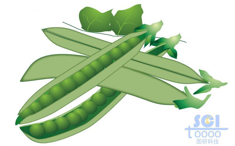 豆莢結(jié)構(gòu)