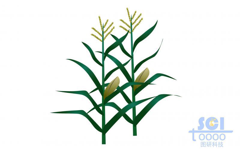 帶果實的玉米植株