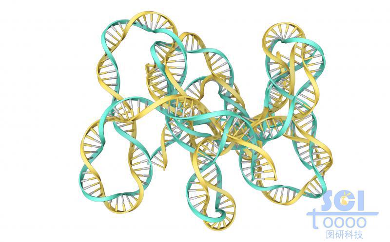 帶堿基對(duì)的DNA雙螺旋鏈