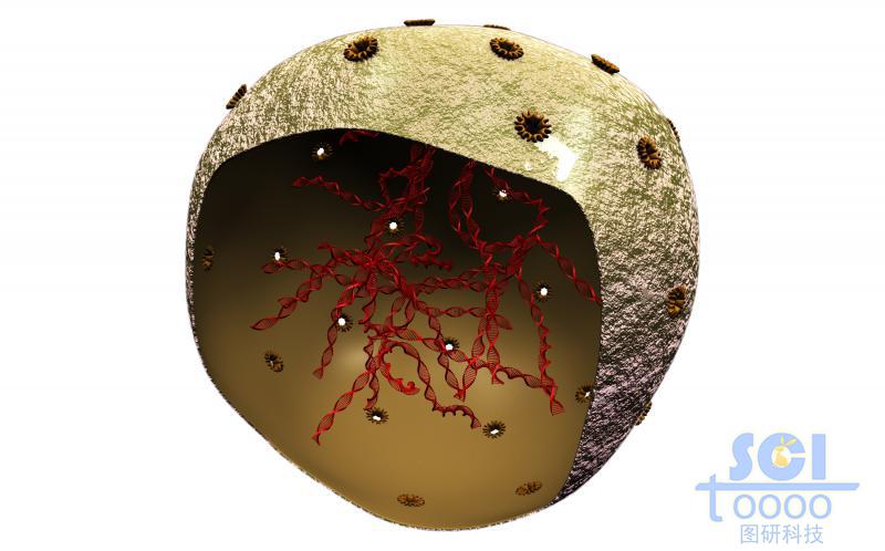 細(xì)胞核與遺傳物質(zhì)DNA