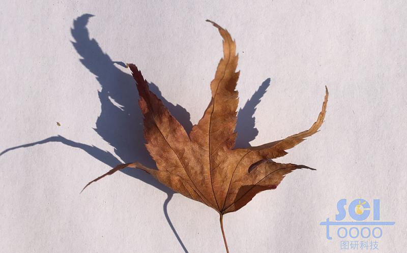 樹(shù)葉素材
