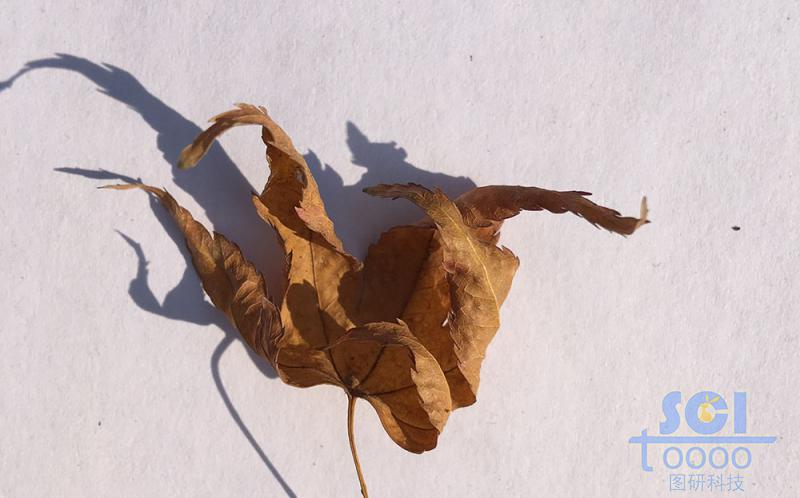 樹(shù)葉素材