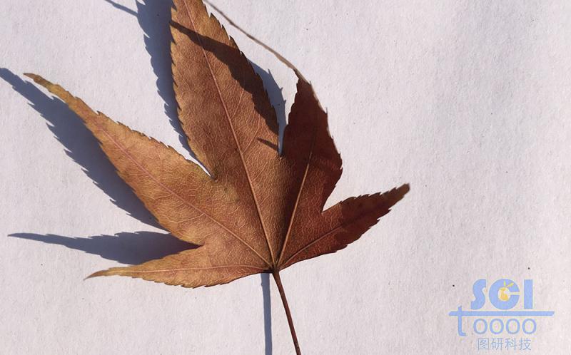 樹(shù)葉素材