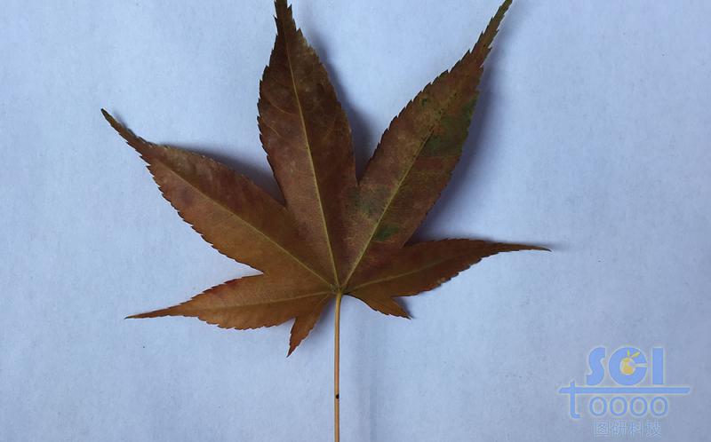樹(shù)葉素材