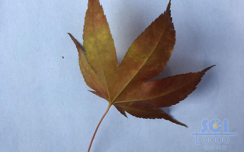 樹(shù)葉素材