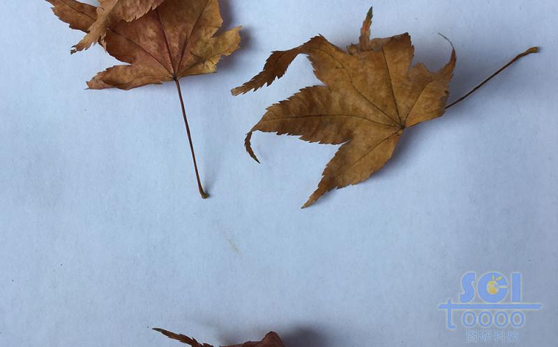 樹葉素材