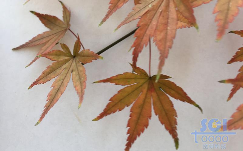 樹葉素材