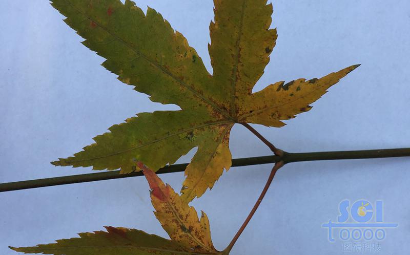 樹(shù)葉素材