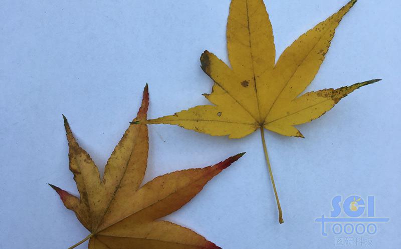 樹(shù)葉素材