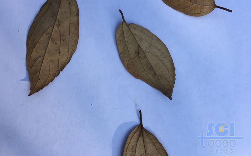 樹葉素材