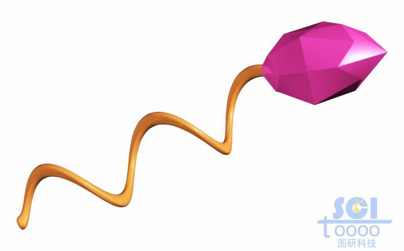 高分子鏈段與靶頭/分子模式圖/單體結構