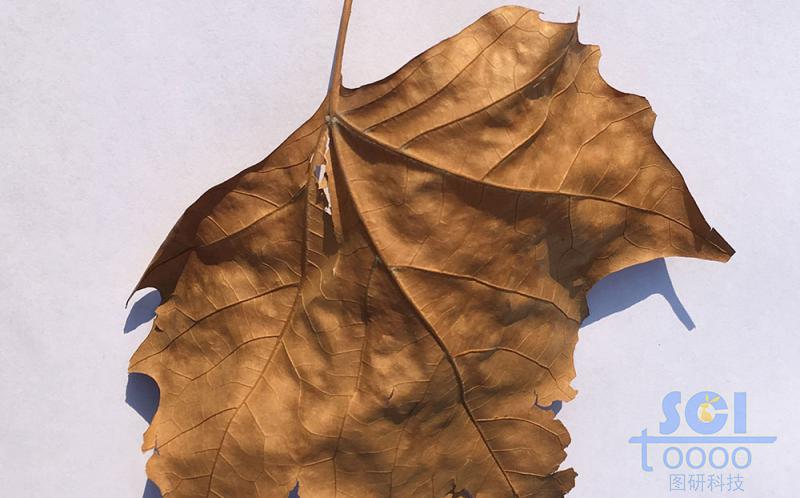 樹(shù)葉素材