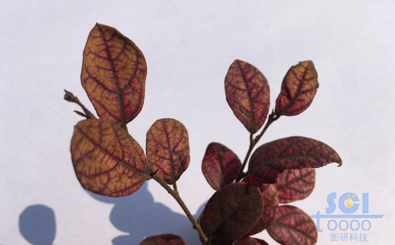 樹(shù)葉素材
