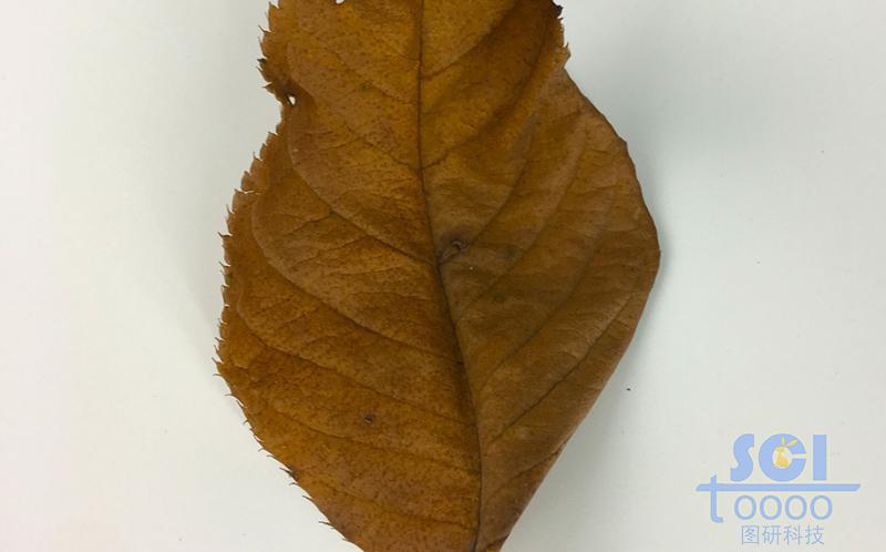 樹葉素材