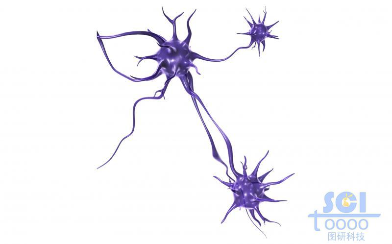 神經元細胞單體