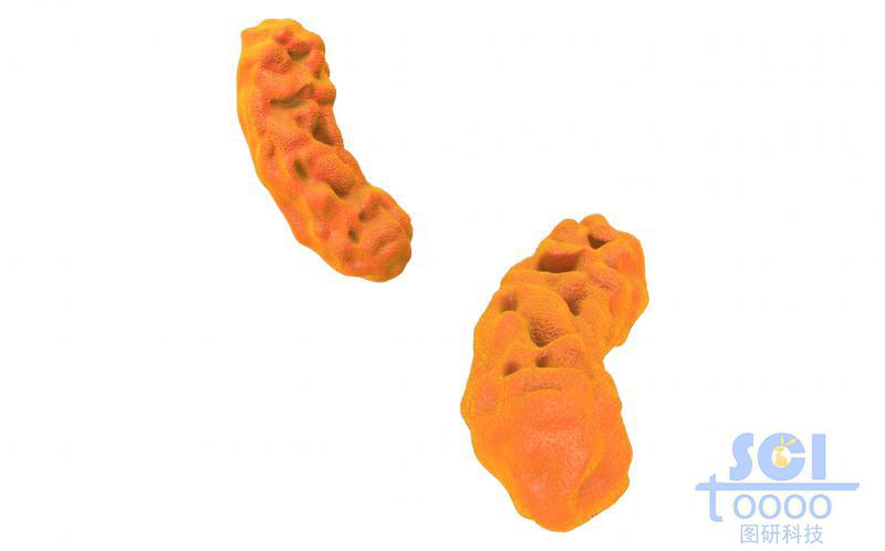 細(xì)菌結(jié)構(gòu)