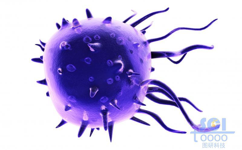 活化帶觸角的單個細(xì)胞