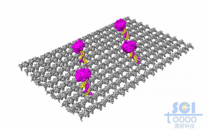 表面附著凝血酶的DNA雙鏈