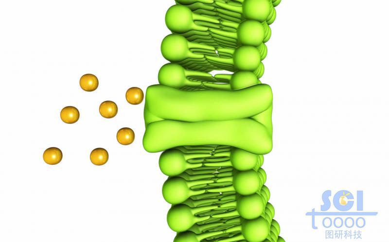 通道閉合的磷脂雙分子結(jié)構(gòu)