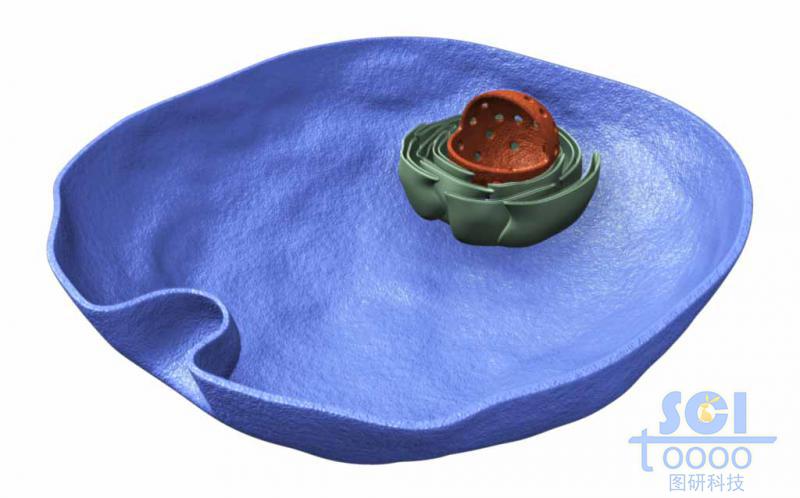 半切面帶細胞核高爾基體內(nèi)吞口的細胞結(jié)構(gòu)