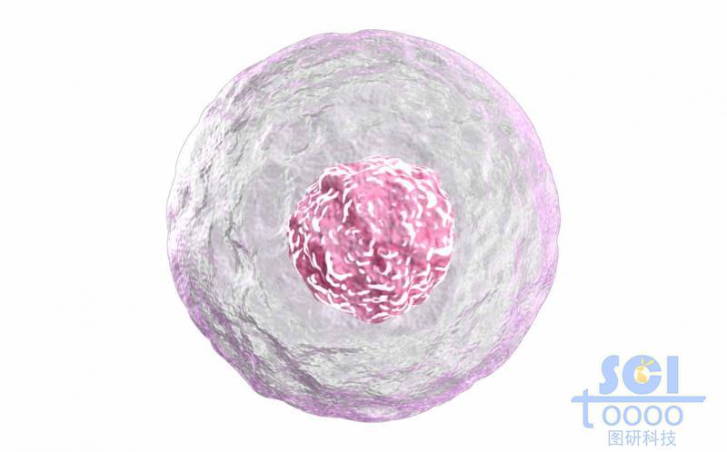 帶細胞核的單個細胞結(jié)構(gòu)