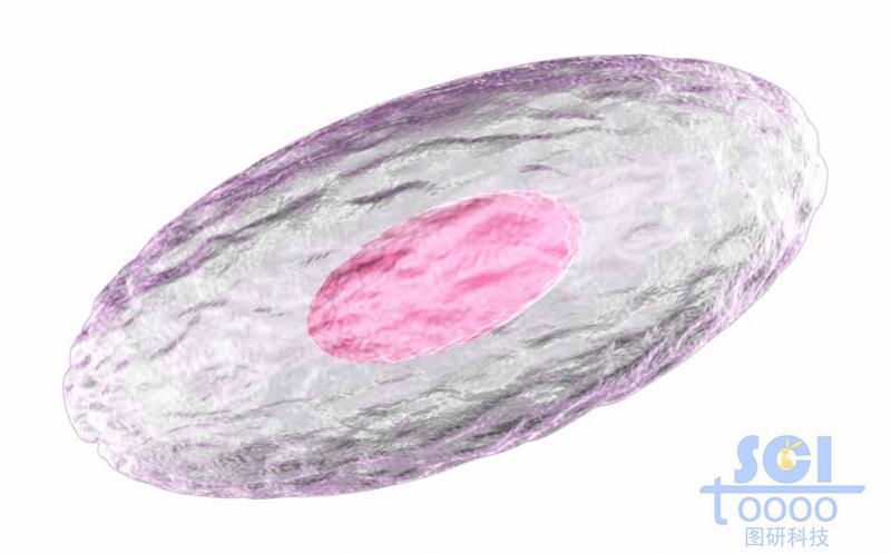 帶細胞核的單個細胞結(jié)構(gòu)