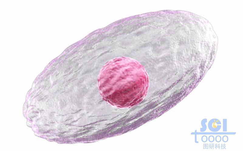 帶細胞核的單個細胞結(jié)構(gòu)