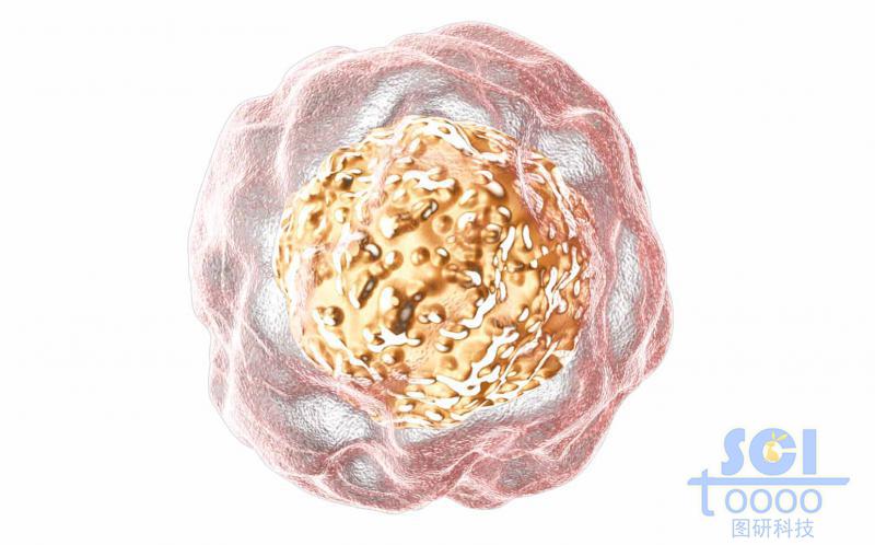 帶細胞核的單個細胞結(jié)構(gòu)