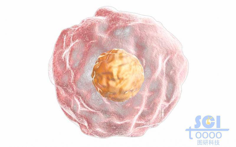 帶細胞核的單個細胞結(jié)構(gòu)