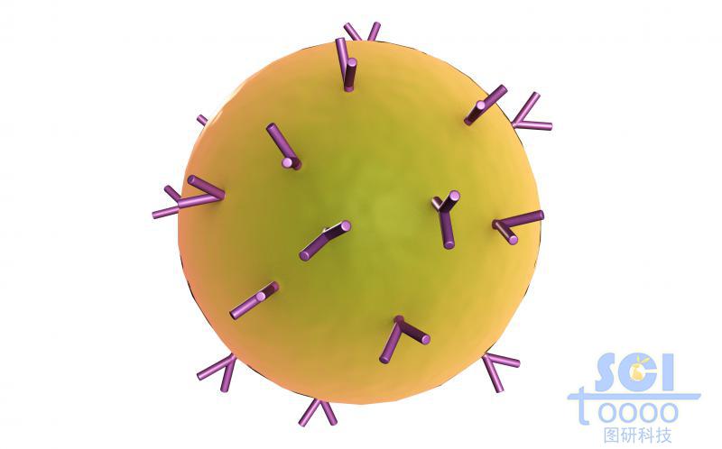 表面帶抗體的細(xì)胞