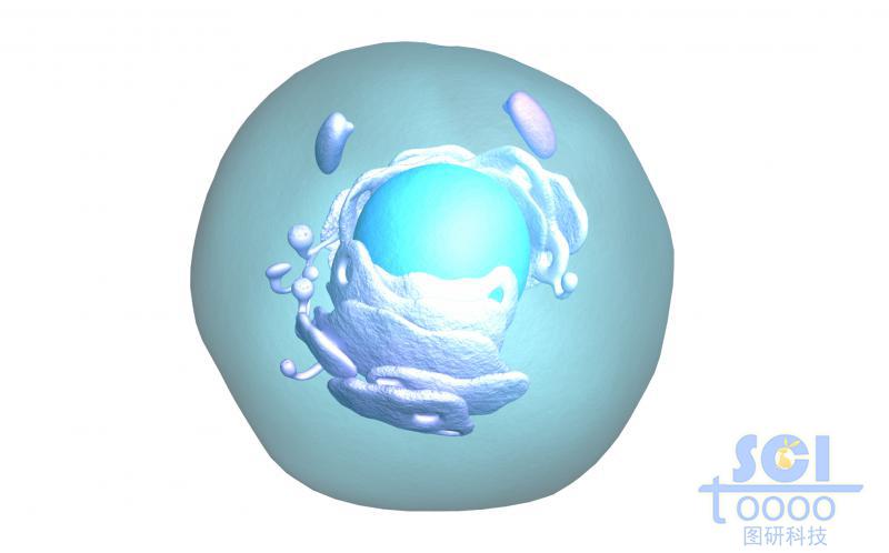 細胞膜內有細胞殼與內質網