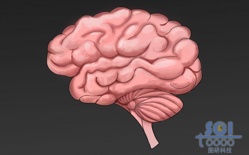 腦結(jié)構(gòu)