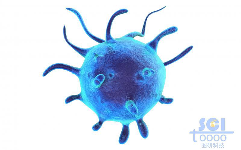 活化帶觸角的單個(gè)細(xì)胞